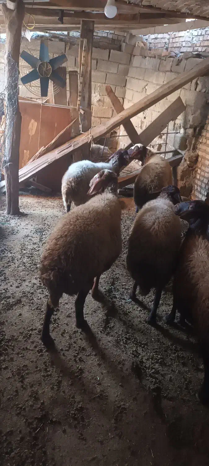 فروش گوسفند داشتی دست چین ابست|حیوانات مزرعه|رامیان, |دیوار