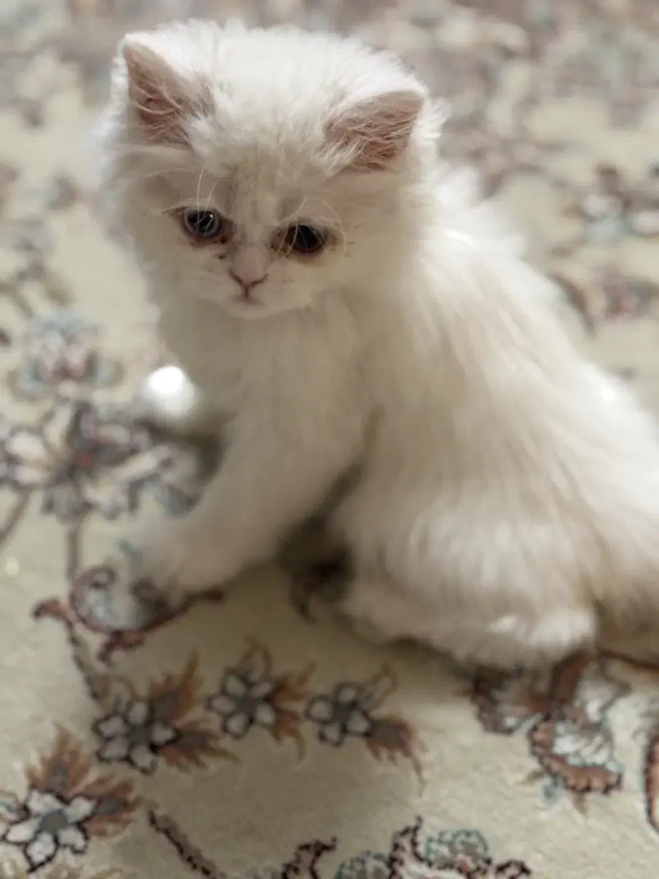 پرشین چشم دو رنگ|گربه|ارومیه, |دیوار