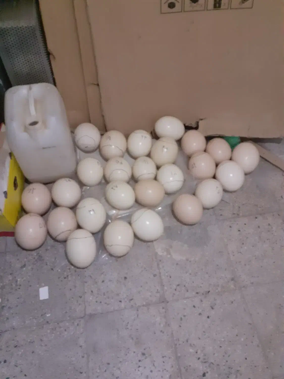 فروش تخم شتر مرغ|صنایع دستی و سایر لوازم تزئینی|بیرجند, |دیوار