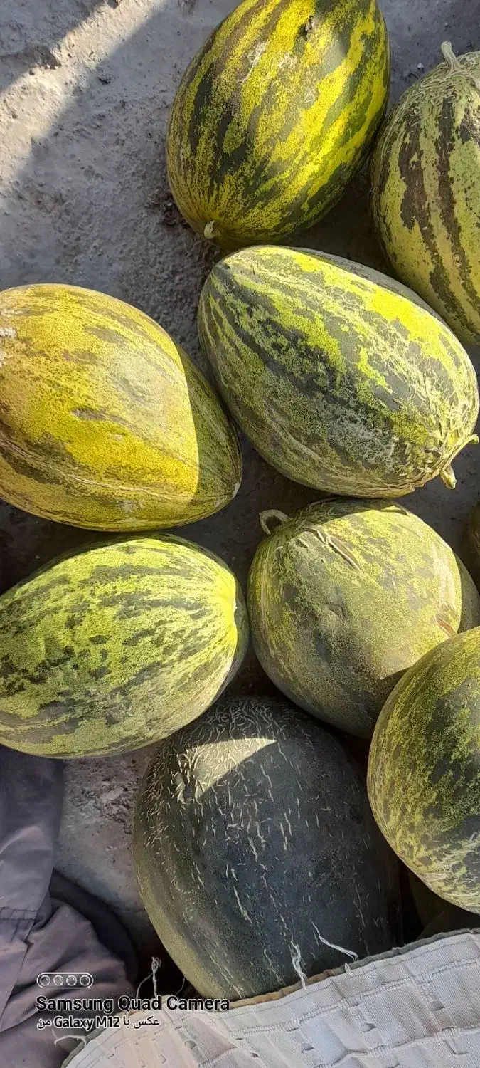 خربزه و هندوانه شیرین|عمده‌فروشی|طاغنکوه, |دیوار