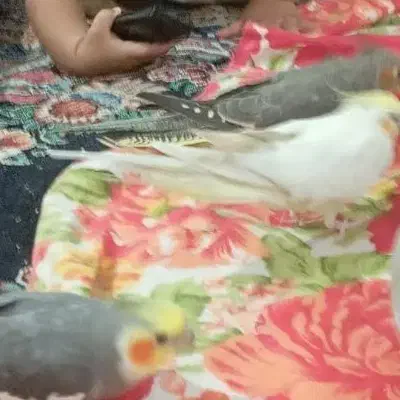 دوچرخه ۲۶صفر|دوچرخه، اسکیت، اسکوتر|نرماشیر, |دیوار