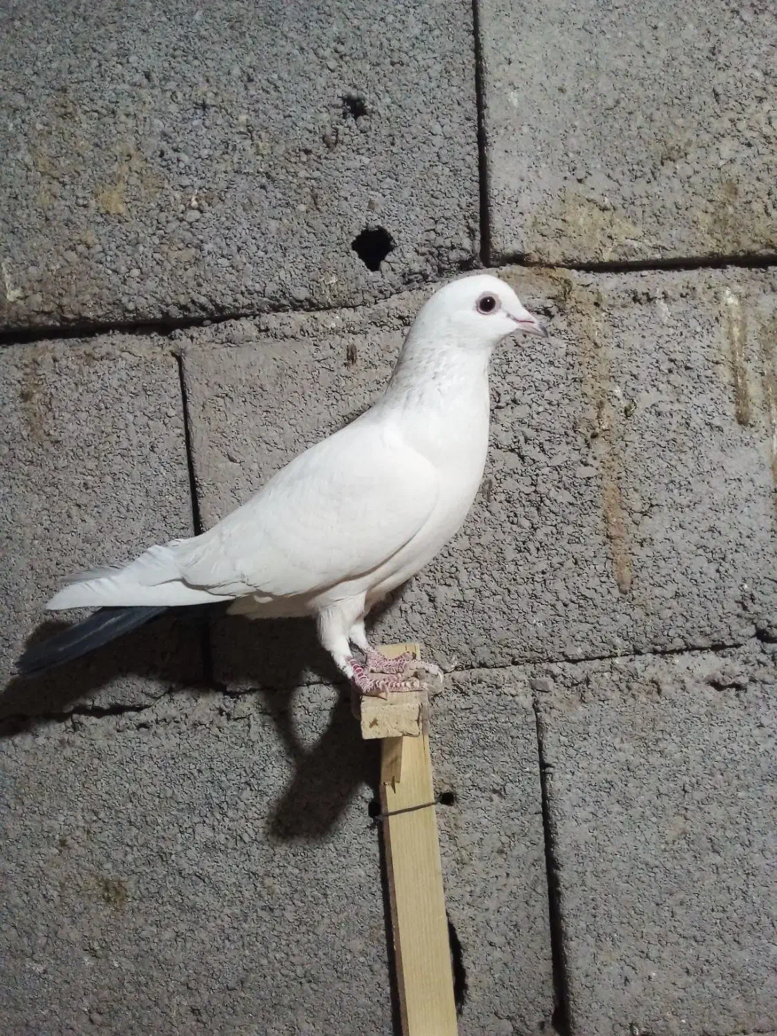 جفت دم سیاه گوگ|پرنده|بم, |دیوار