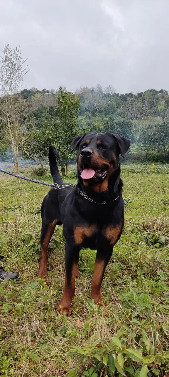 روتوایلر نر آماده ی جفت فروش نیست|سگ|کلاچای, |دیوار