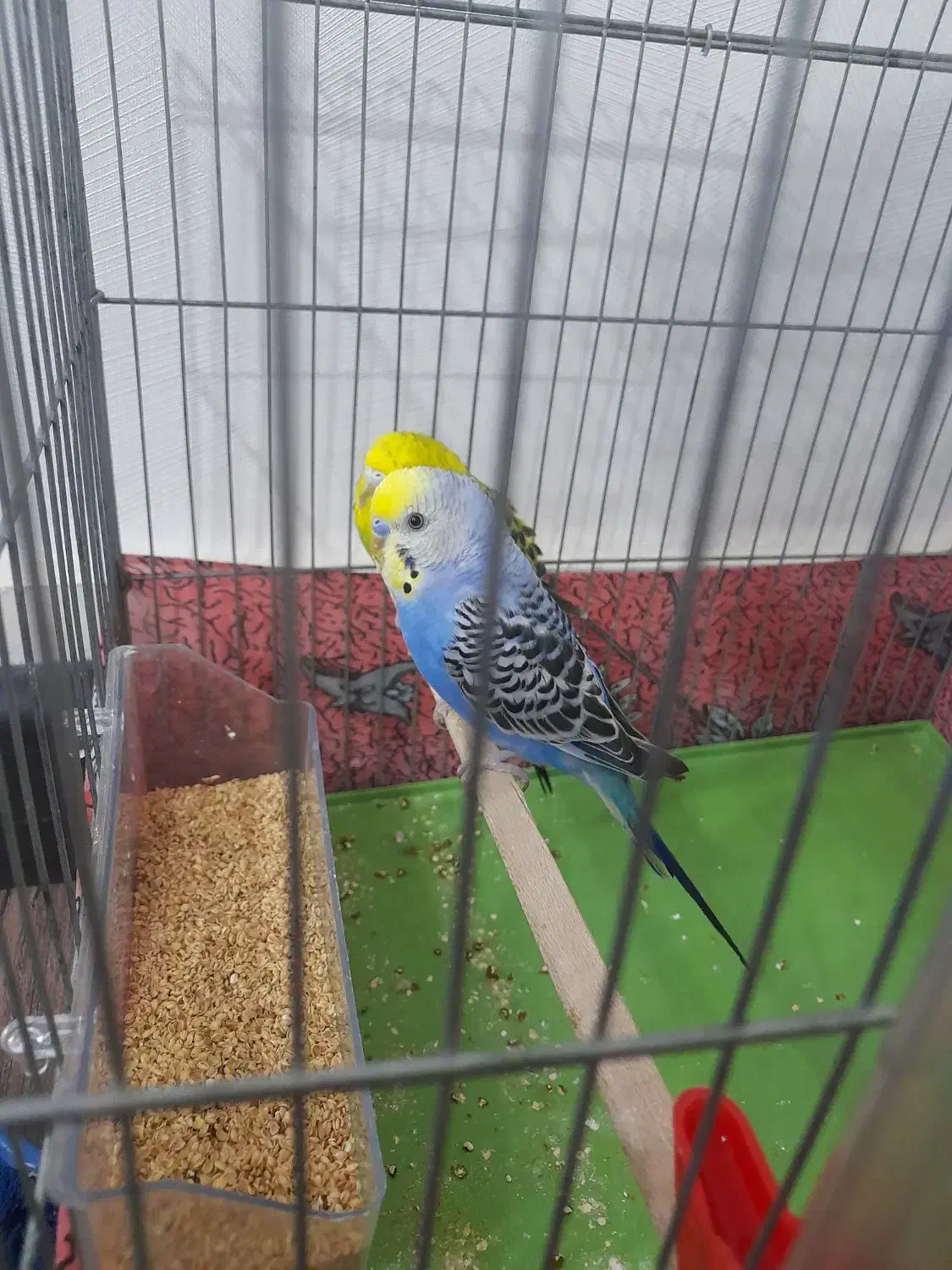 فروش  یه جفت مرغ عشق|پرنده|بندرعباس, |دیوار