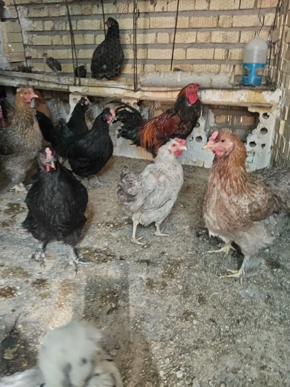 تخم مرغ نطفه دار از نژاد برهما هرعدد22000تومان|حیوانات مزرعه|نیریز, |دیوار