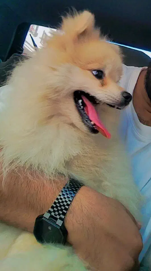 فروشی|سگ|بندرعباس, |دیوار