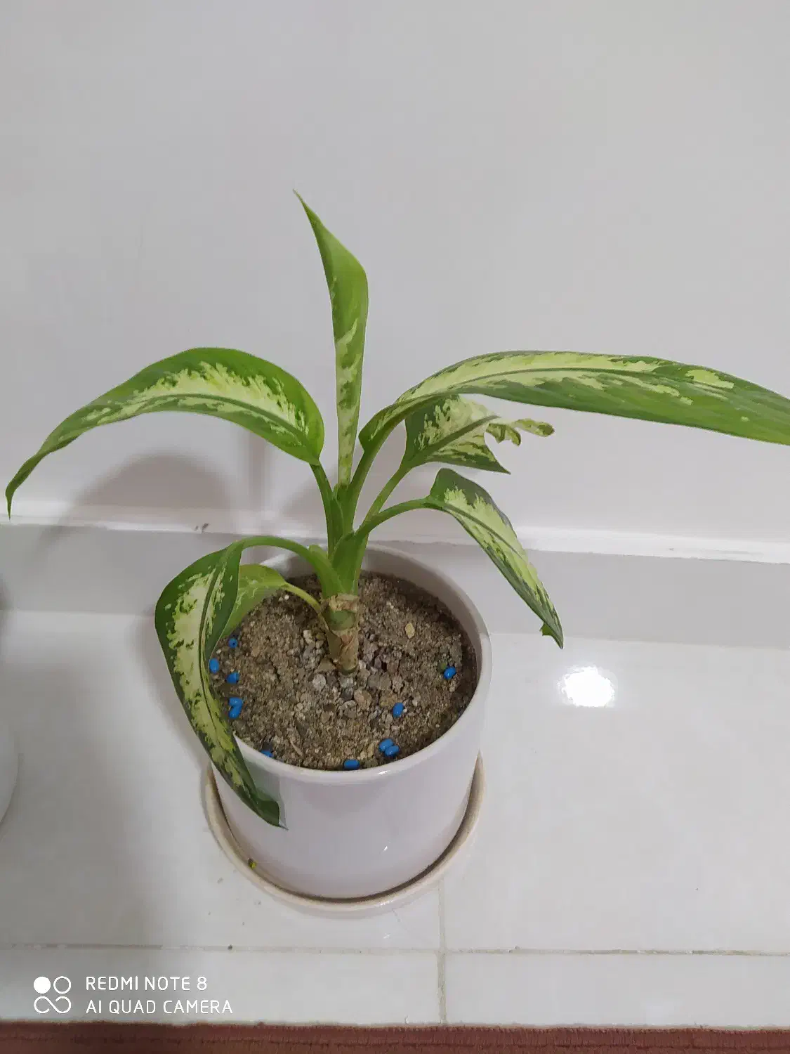 چند عدد گل وگلدان|گل و گیاه طبیعی|بوکان, |دیوار