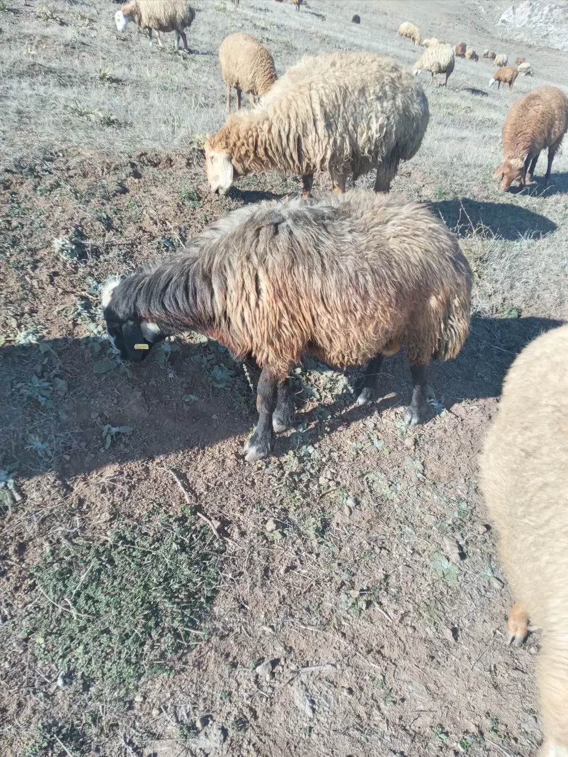 قوچ‌جوان‌دامازدق|حیوانات مزرعه|ثمرین, |دیوار