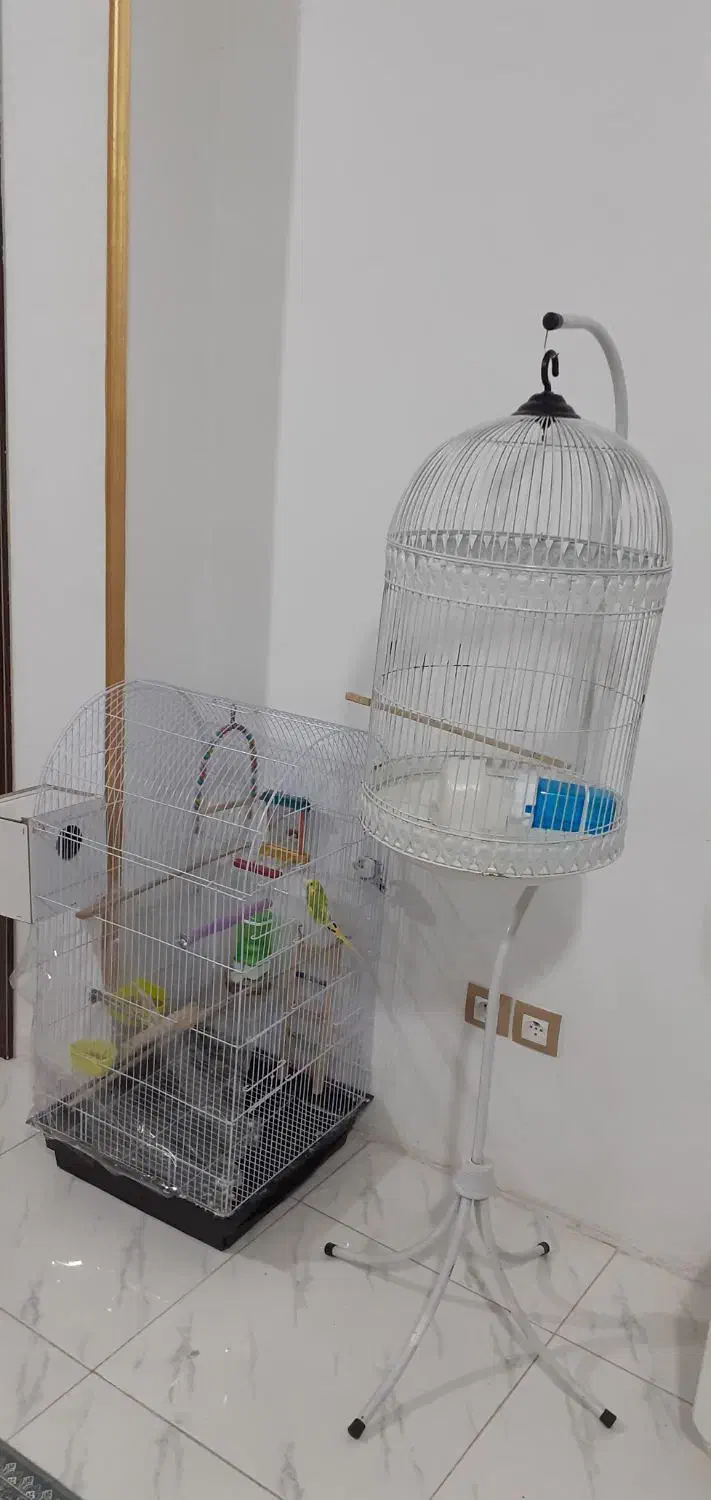 قفس پرنده|پرنده|شیروان (خراسان), |دیوار