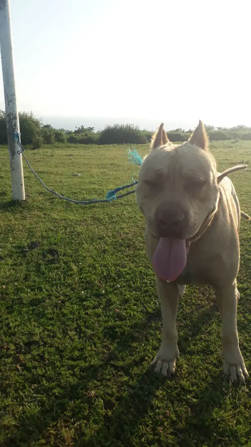 سگ گمشده|سگ|بندر انزلی, سید آسیه|دیوار