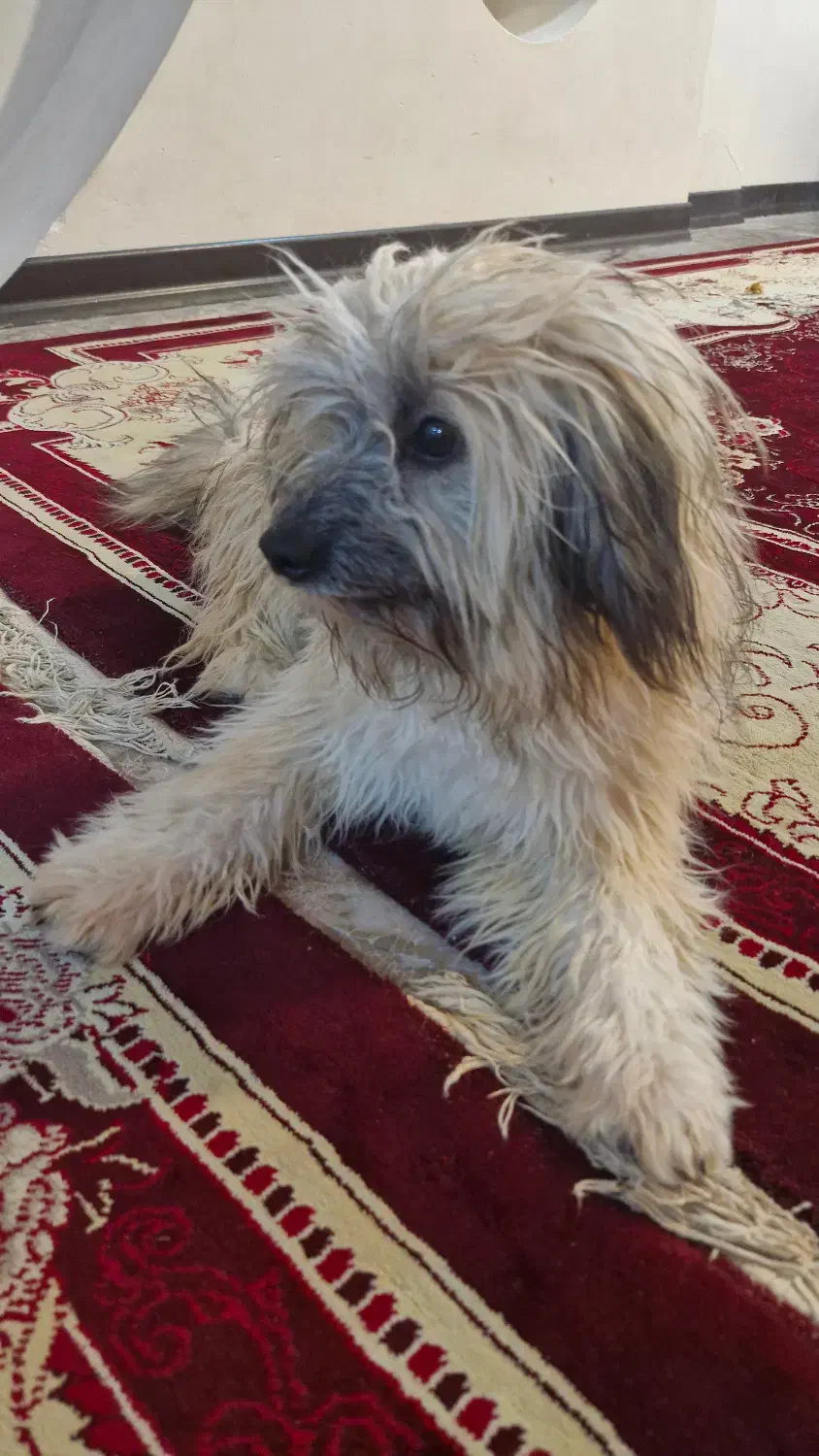 سگ شیتزو نر|سگ|جیرفت, |دیوار