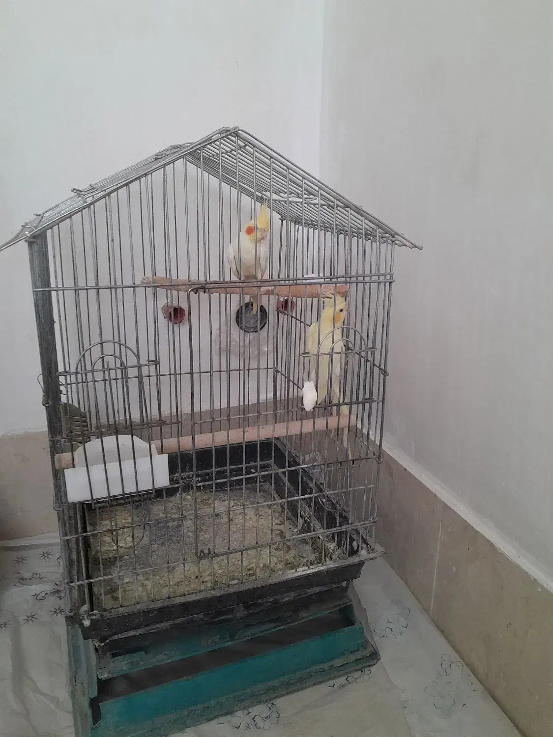 عروس هلندی|پرنده|رباط‌کریم, رباط‌کریم|دیوار