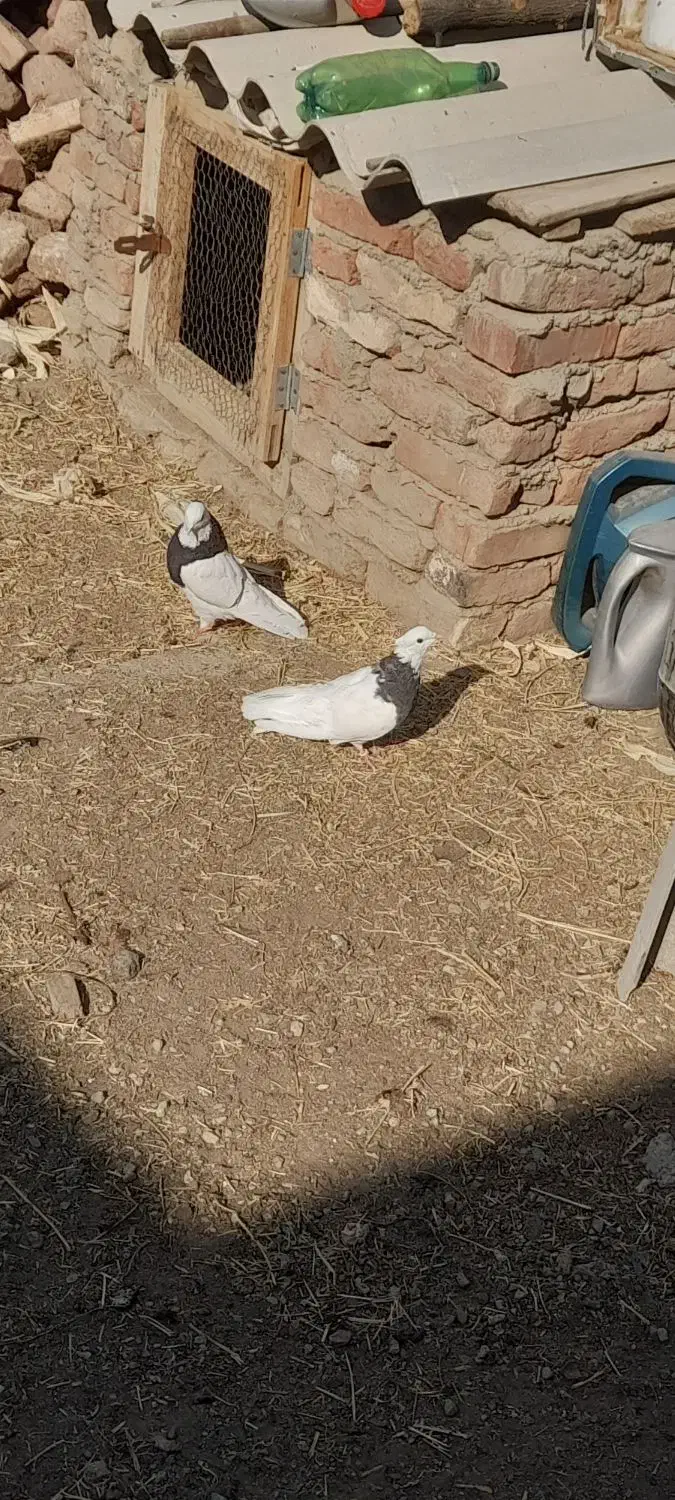 طوقی|پرنده|گوگان, |دیوار