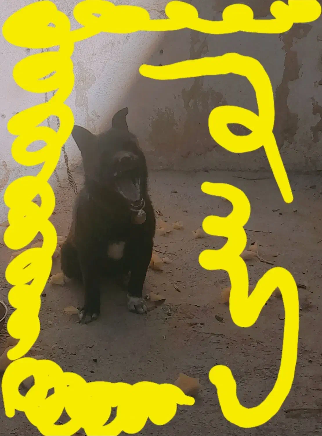 سگ آپارتمانی کوچک ریز|سگ|اهر, |دیوار