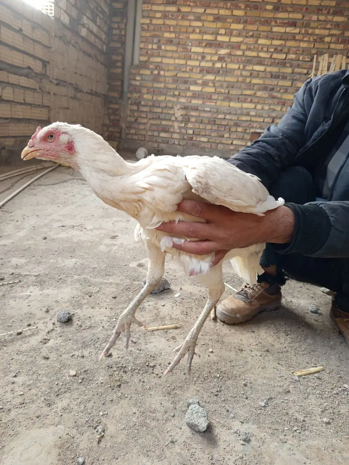 مرغ لاری|حیوانات مزرعه|تربت جام, جامرود|دیوار