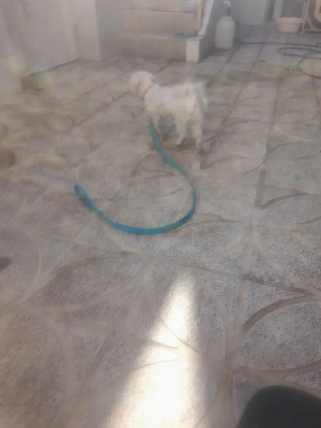 واگذاری سگ سالم وسرحال|سگ|دورود, |دیوار