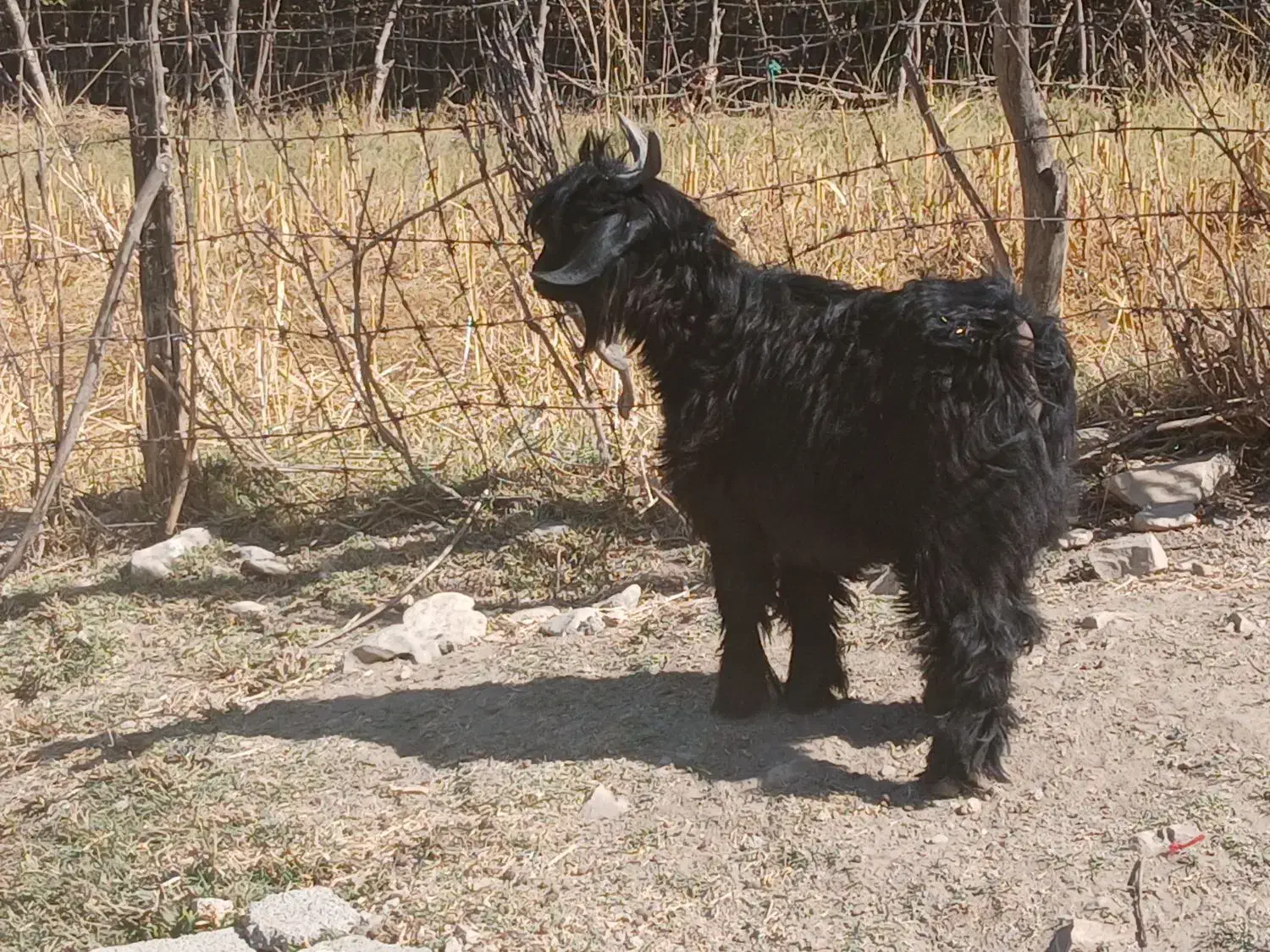 ۴ عدد بزغاله چاق|حیوانات مزرعه|ایلام, |دیوار