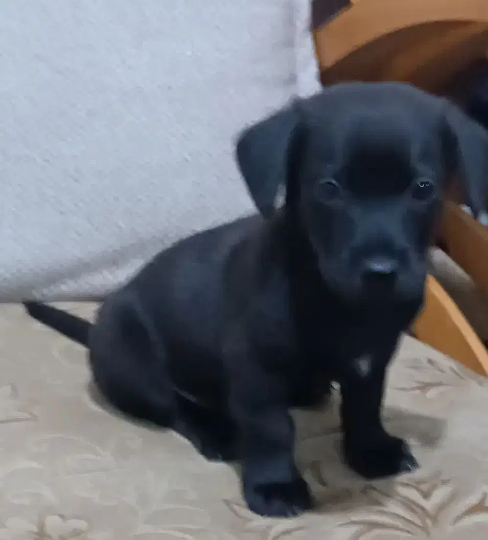 پاکوتاه جیبی بامزه زرنگ|سگ|نیشابور, سرآب کوشک|دیوار