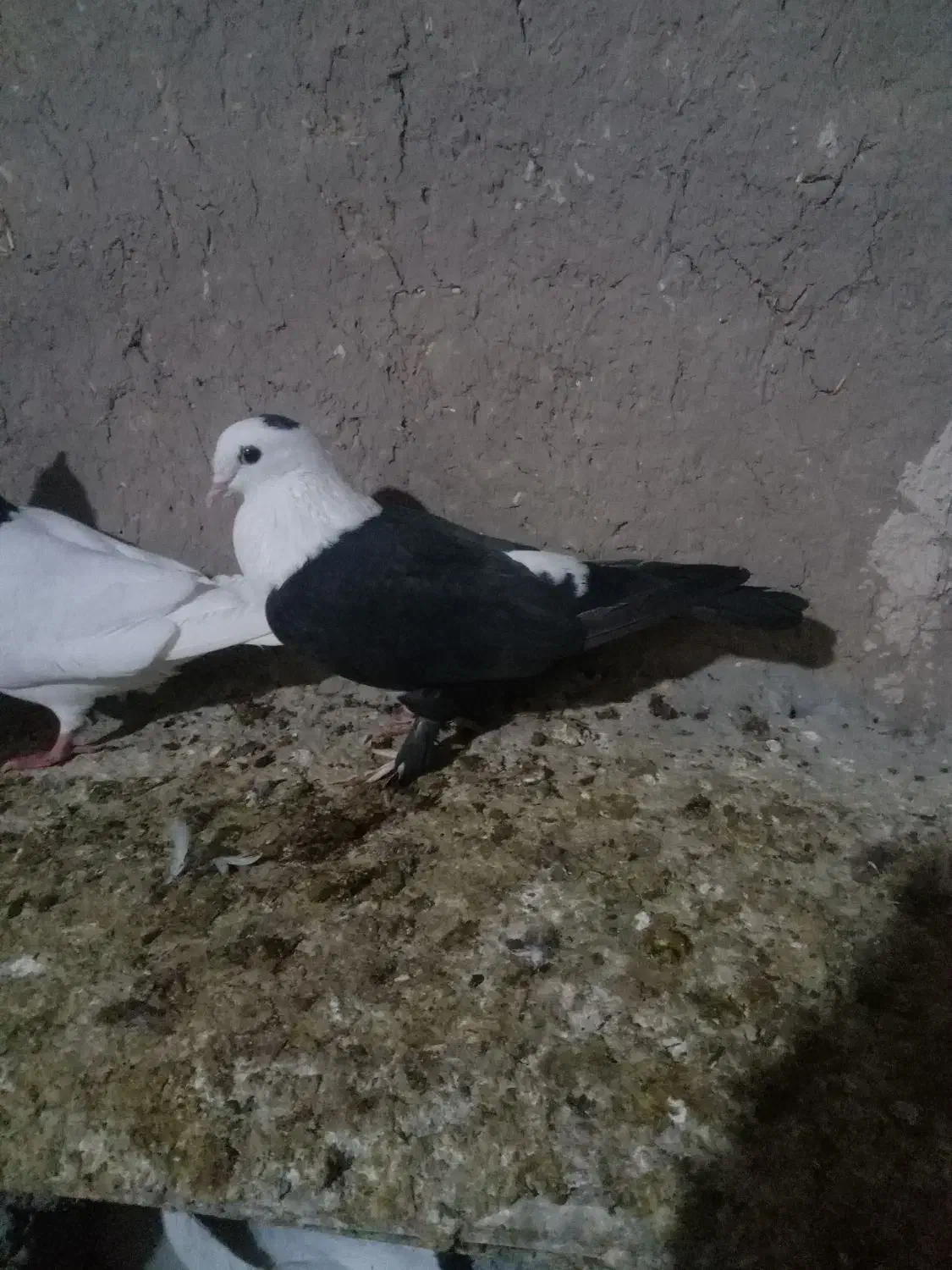 ۳عدد رنگه کربلایی|پرنده|تربت جام, جامرود|دیوار