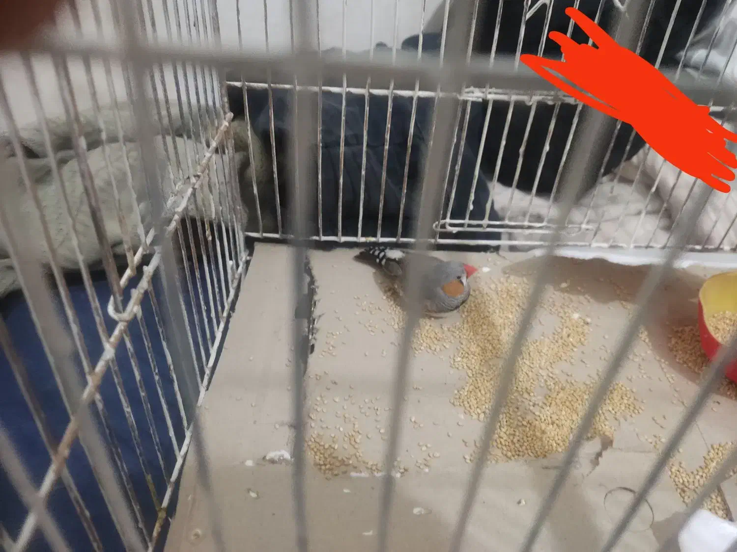 فنچ|پرنده|کاشان, امام خمینی|دیوار