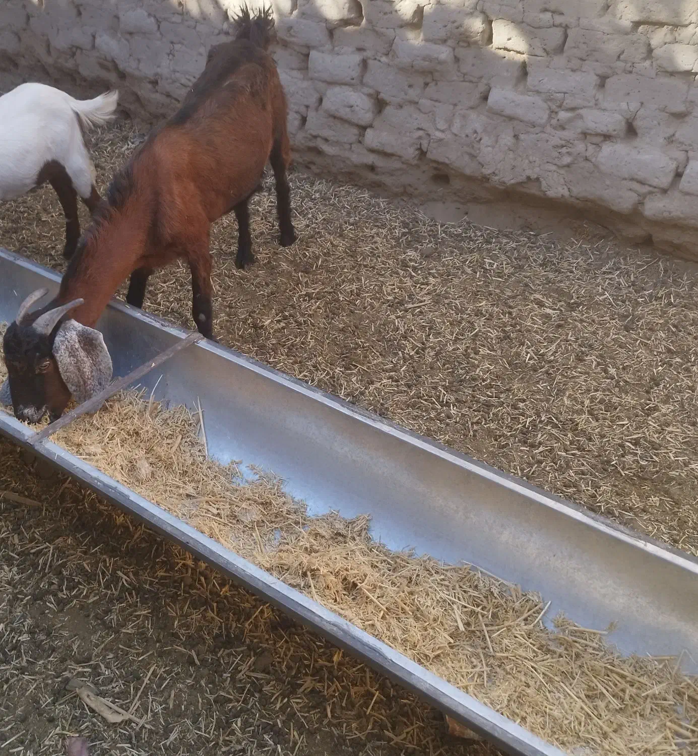 بز مری جوان با نر بوده|حیوانات مزرعه|ایرانشهر, |دیوار