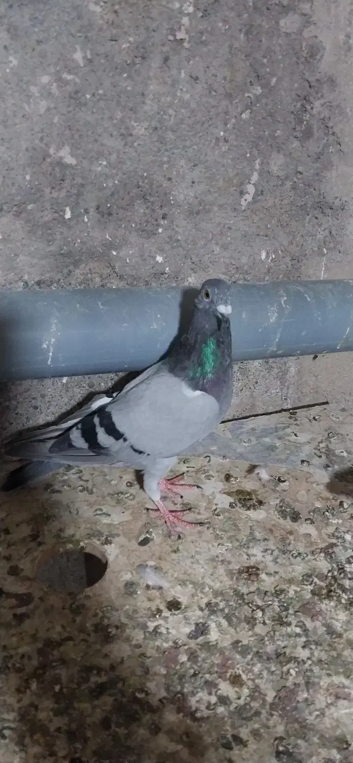 فروش کبوتر|پرنده|میانه, |دیوار