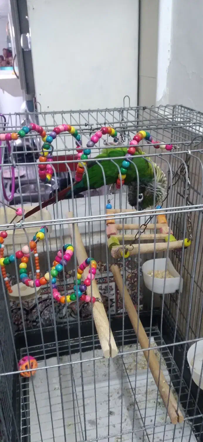 گرینچیک دستی|پرنده|کاشان, لتحر|دیوار