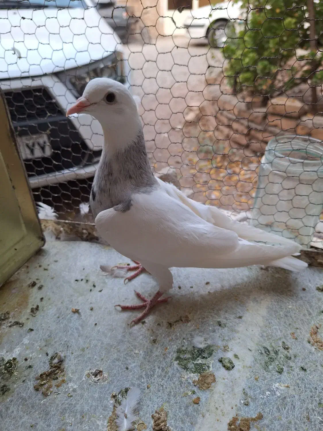 کفتر طوقی ماده|پرنده|تهران, مسگرآباد|دیوار