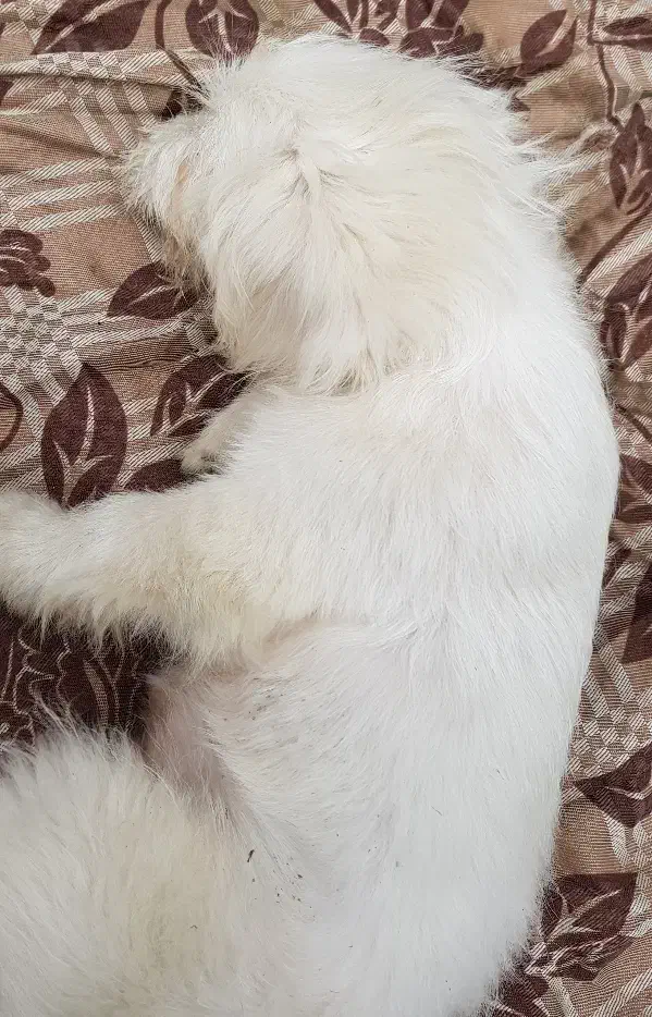 سگ پاکوتاه|سگ|سیاهکل, |دیوار