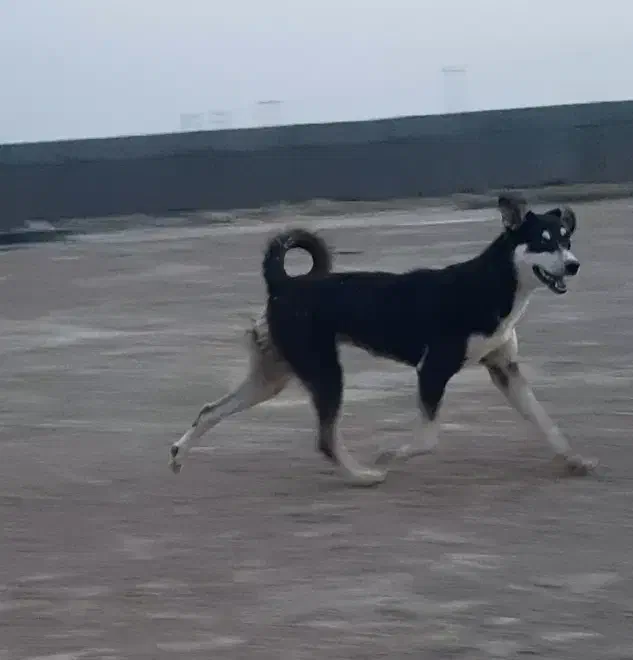 سگ  ژرمن  ماده|سگ|اهواز, اسلام آباد غربی|دیوار