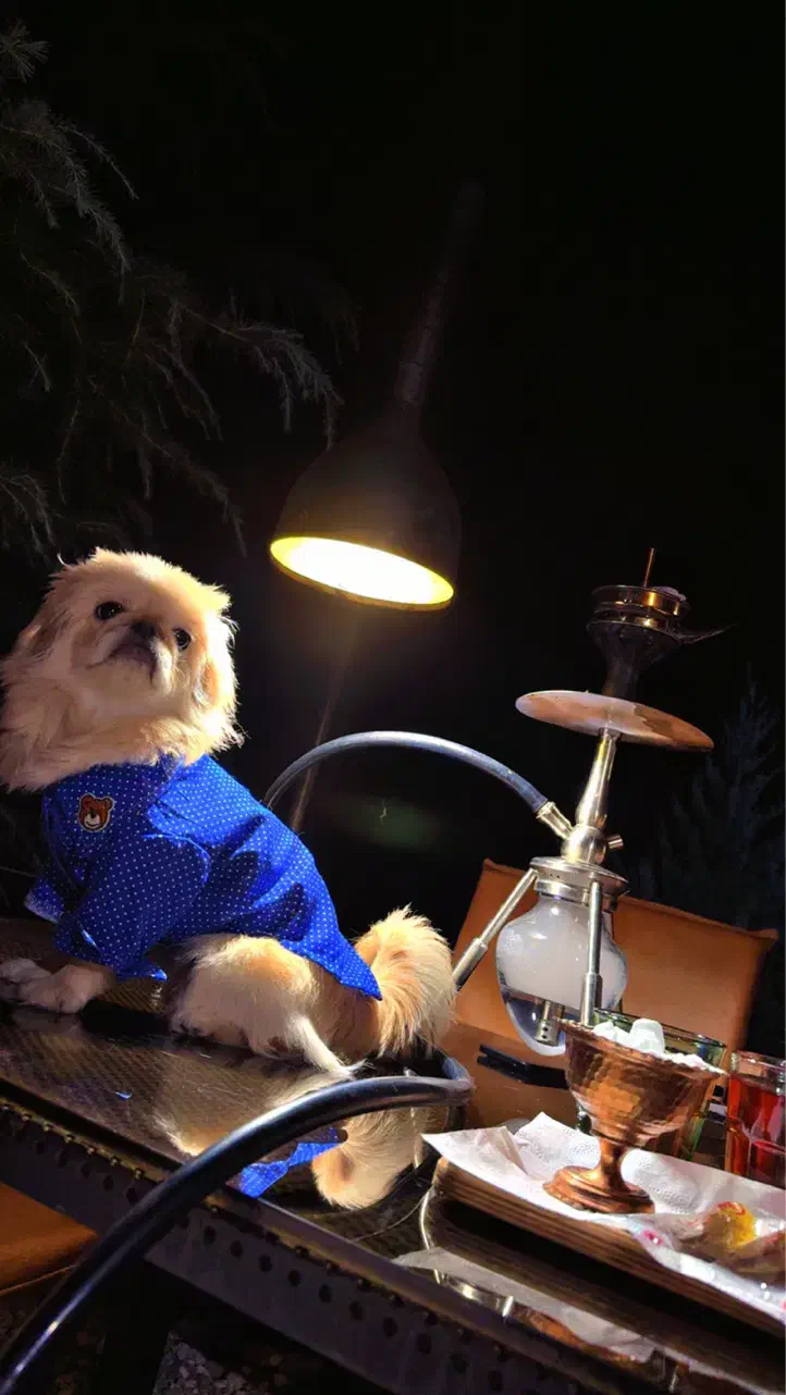 سگ نژاد پیکینز|سگ|سنندج, |دیوار