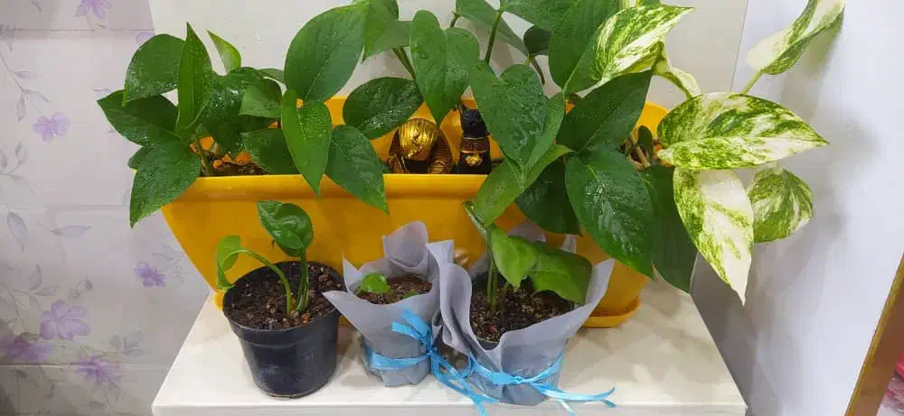 گل پتوس سبز و زعفرونی|گل و گیاه طبیعی|بندر گناوه, |دیوار