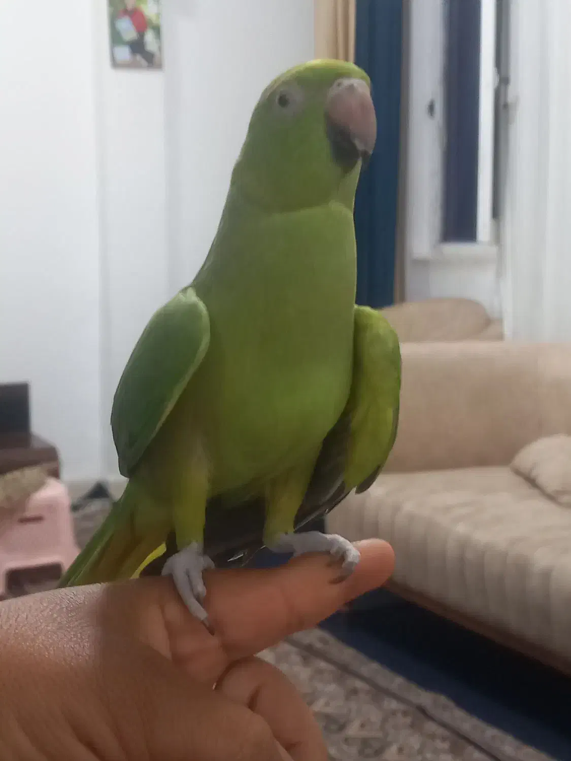 طوطی ملنگو سخنگو|پرنده|رودان, |دیوار