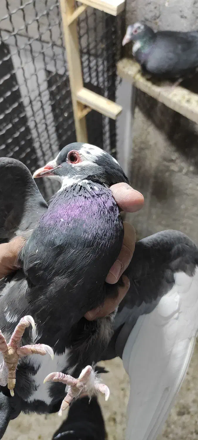 ماده پلنگ|پرنده|نرماشیر, |دیوار