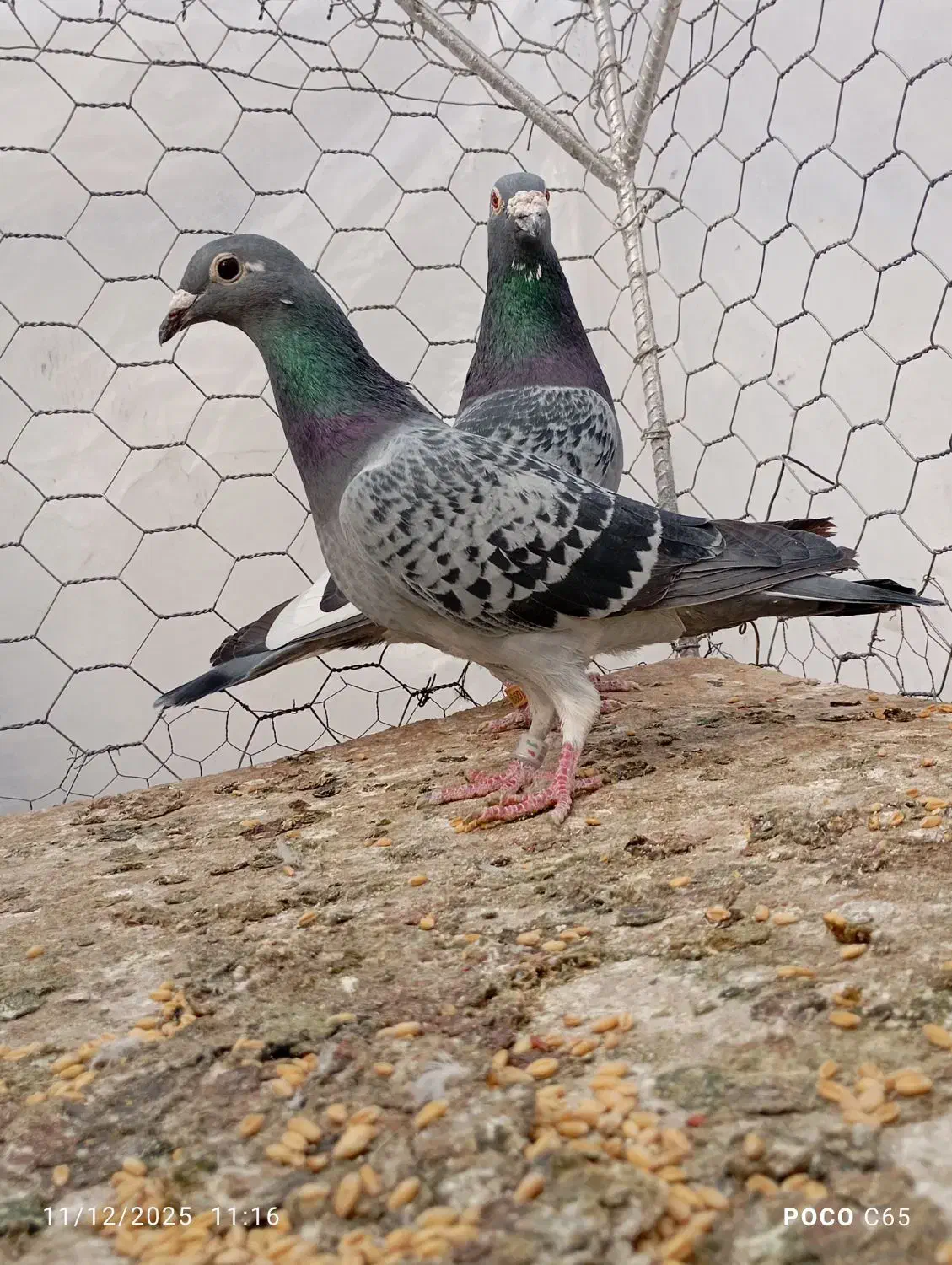 نروماده پولک شاهپر|پرنده|فردوس (خراسان), |دیوار