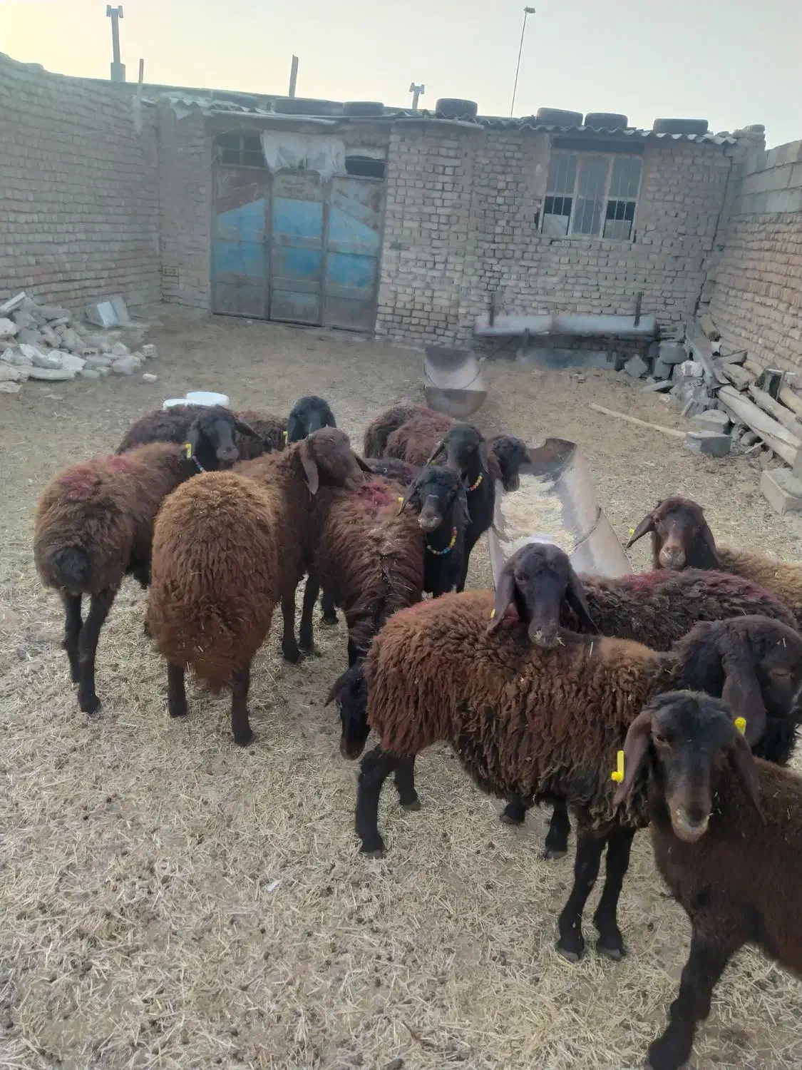 تعداد ۰ا راس بره ماده|حیوانات مزرعه|فریمان, |دیوار