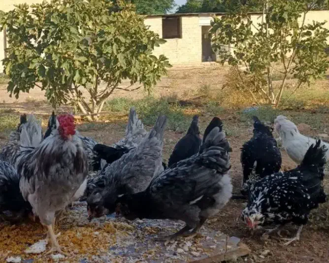 تخم نطفه دار گلین چهل تاج ریش بدون پر غلط|حیوانات مزرعه|ساوه, |دیوار