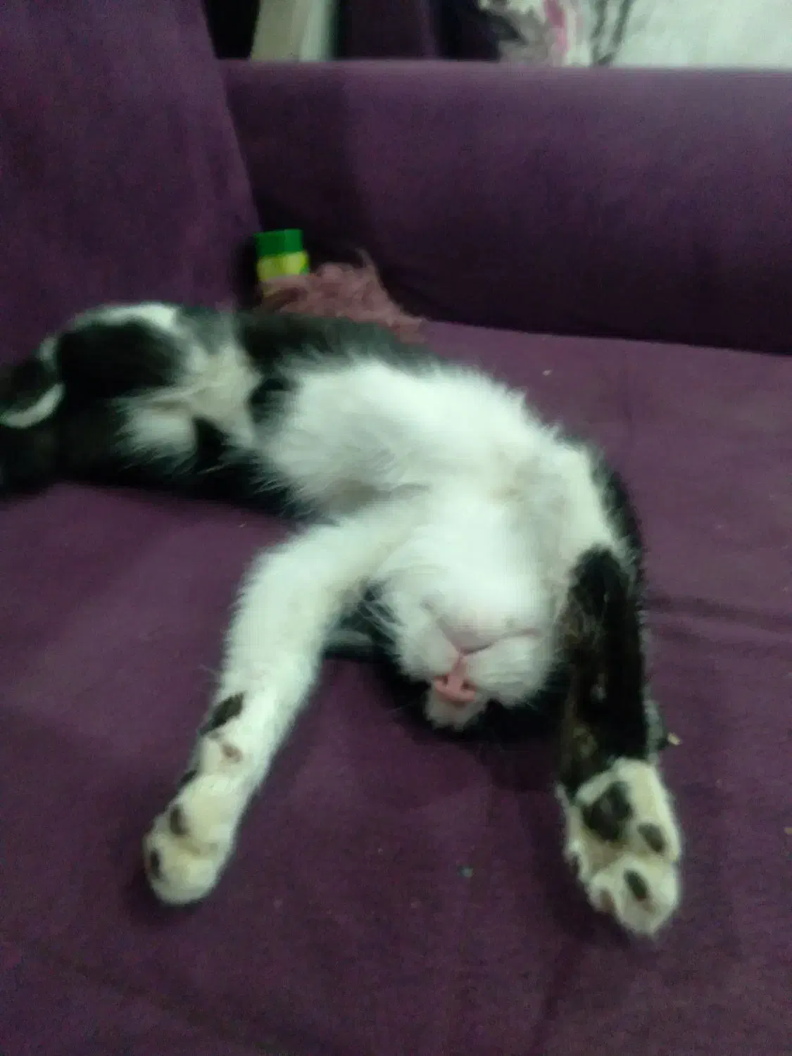 واگذاری رایگان گربه آرام وخانگی|گربه|فریمان, |دیوار