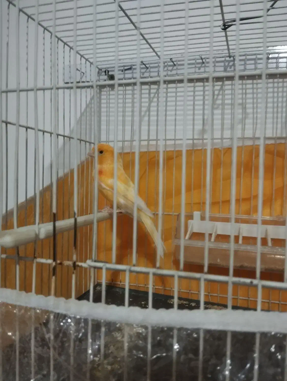 جفت قناری معاوضه با عروس|پرنده|بیرجند, |دیوار