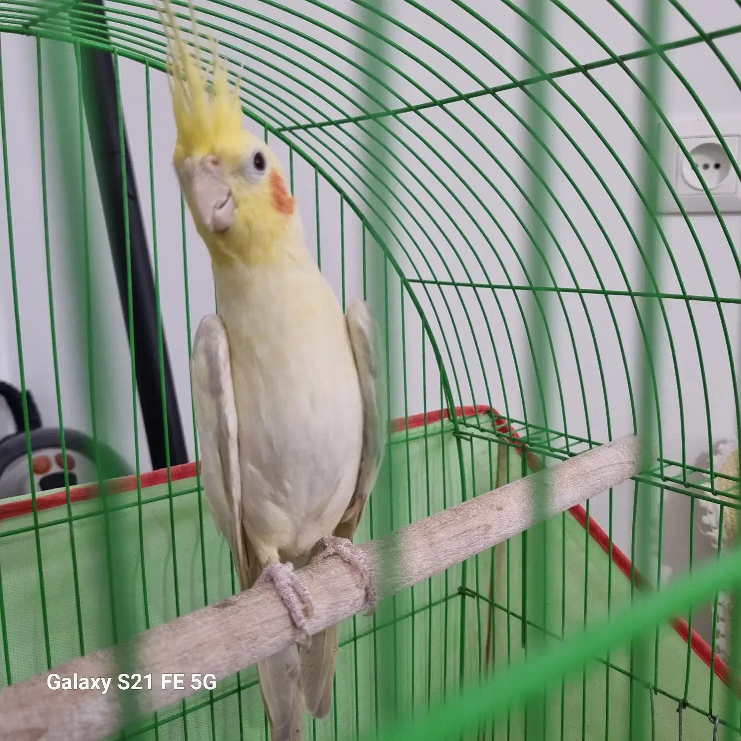 عروس هلندی لوتینو نر|پرنده|عباسآباد, |دیوار