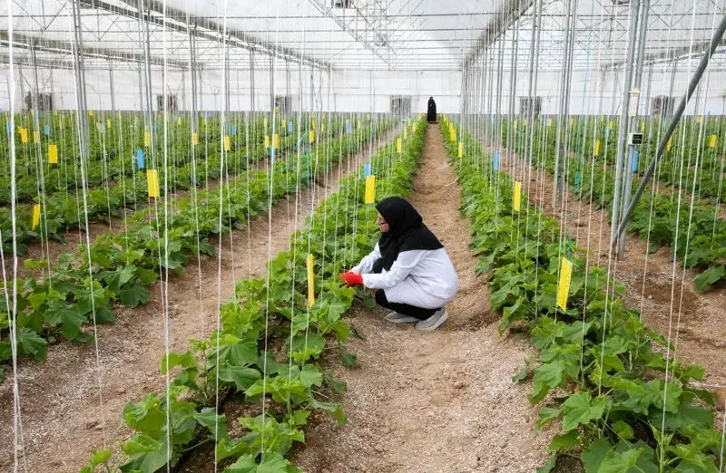 کارگر خانم جهت کار در گلخانه نیازمندم|استخدام سرایداری و نظافت|خوسف, |دیوار