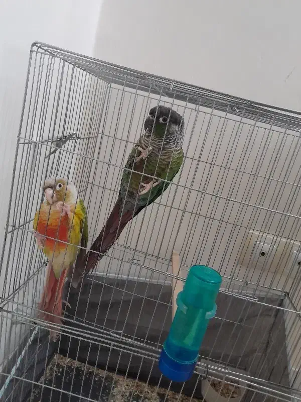 گرنچیک|پرنده|خمین, |دیوار