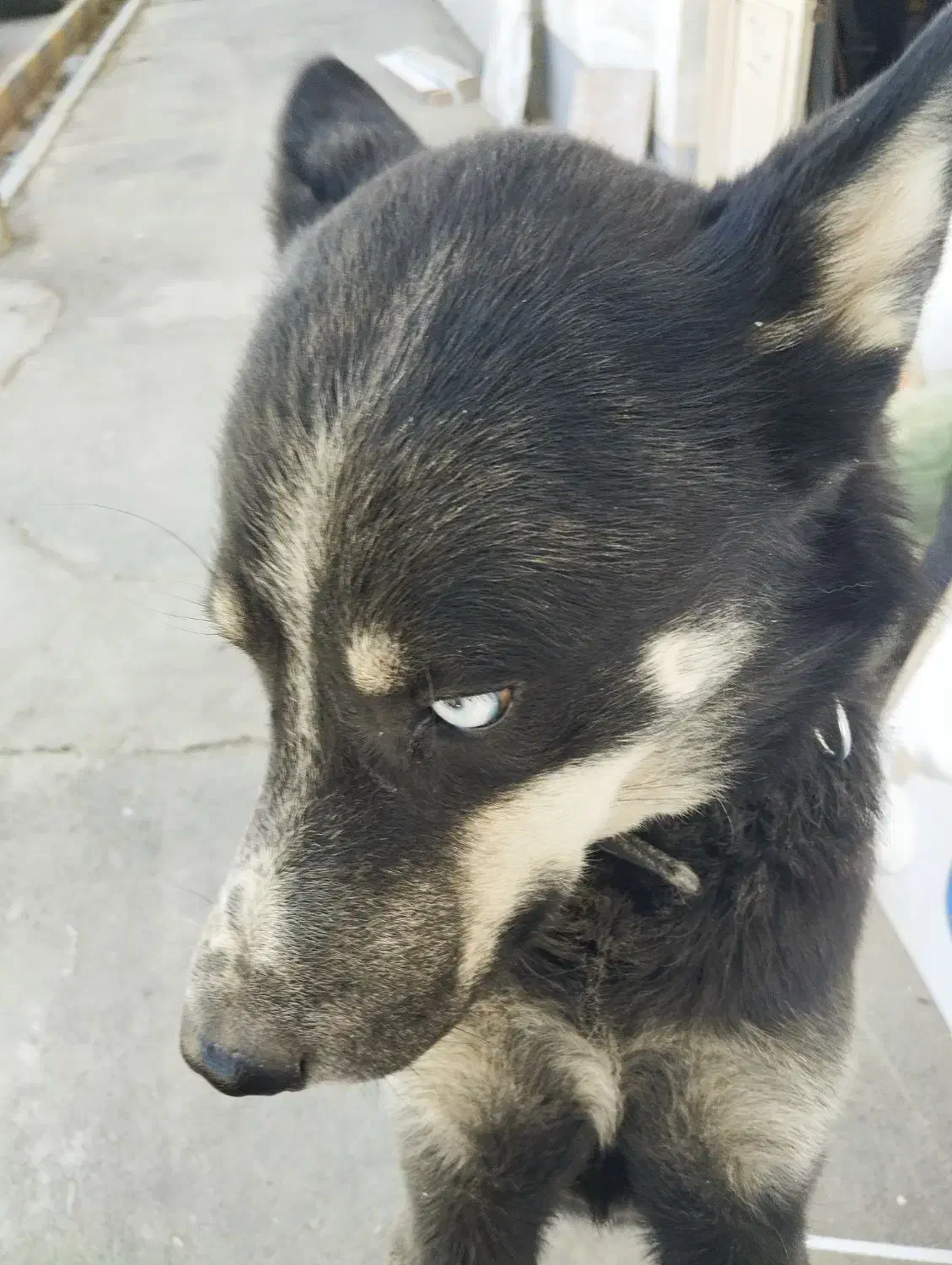 سگ گرگی|سگ|سربند, |دیوار