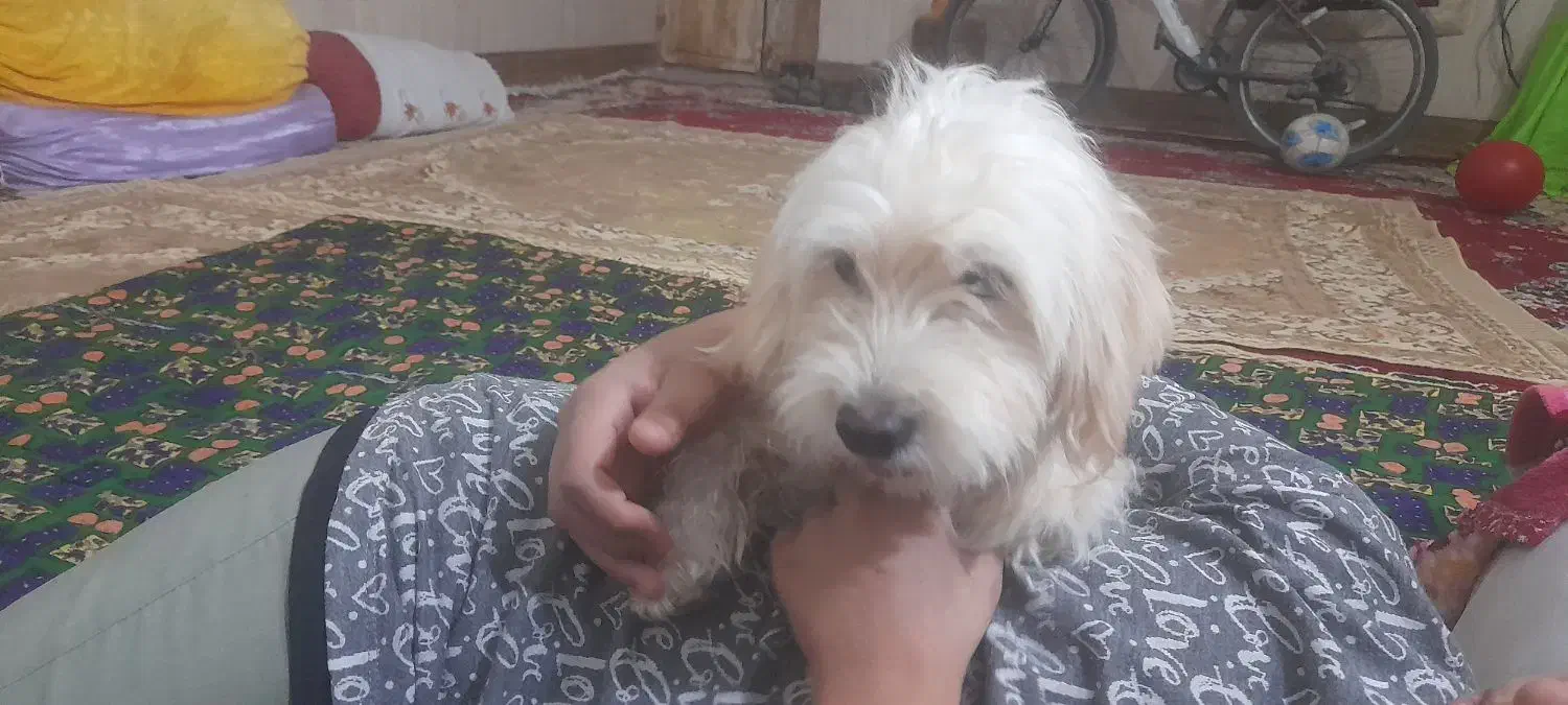 سگ شیتزو خوشکل|سگ|زابل, |دیوار