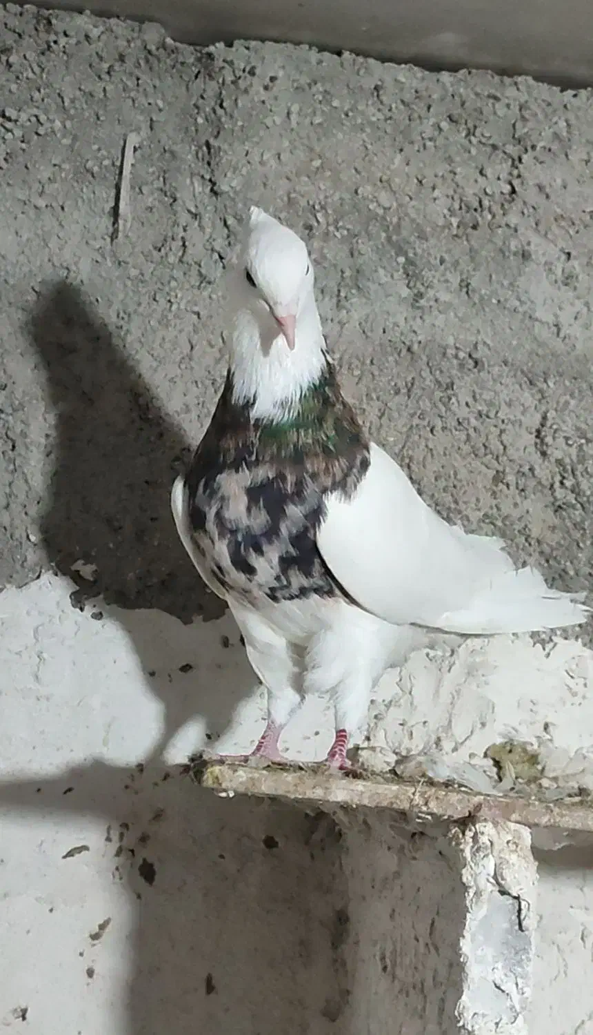 طوقی خال قدیم|پرنده|بهبهان, |دیوار