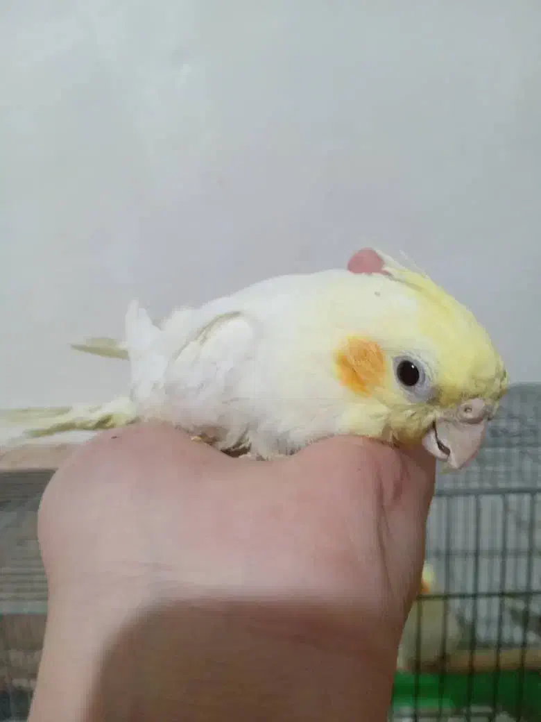 عروس هلندی سه تا|پرنده|وحیدیه, |دیوار