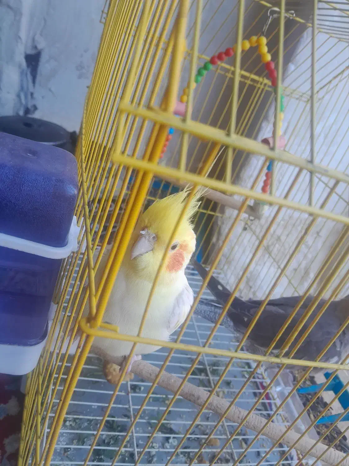 هویزه اهل جرف|پرنده|سوسنگرد, |دیوار