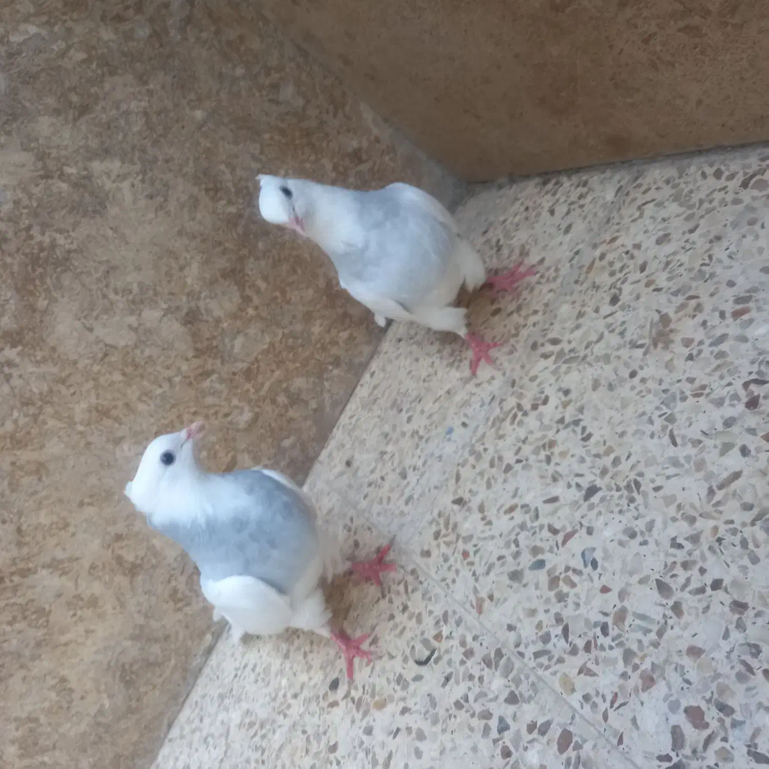 ماده طوقی|پرنده|رابر, |دیوار