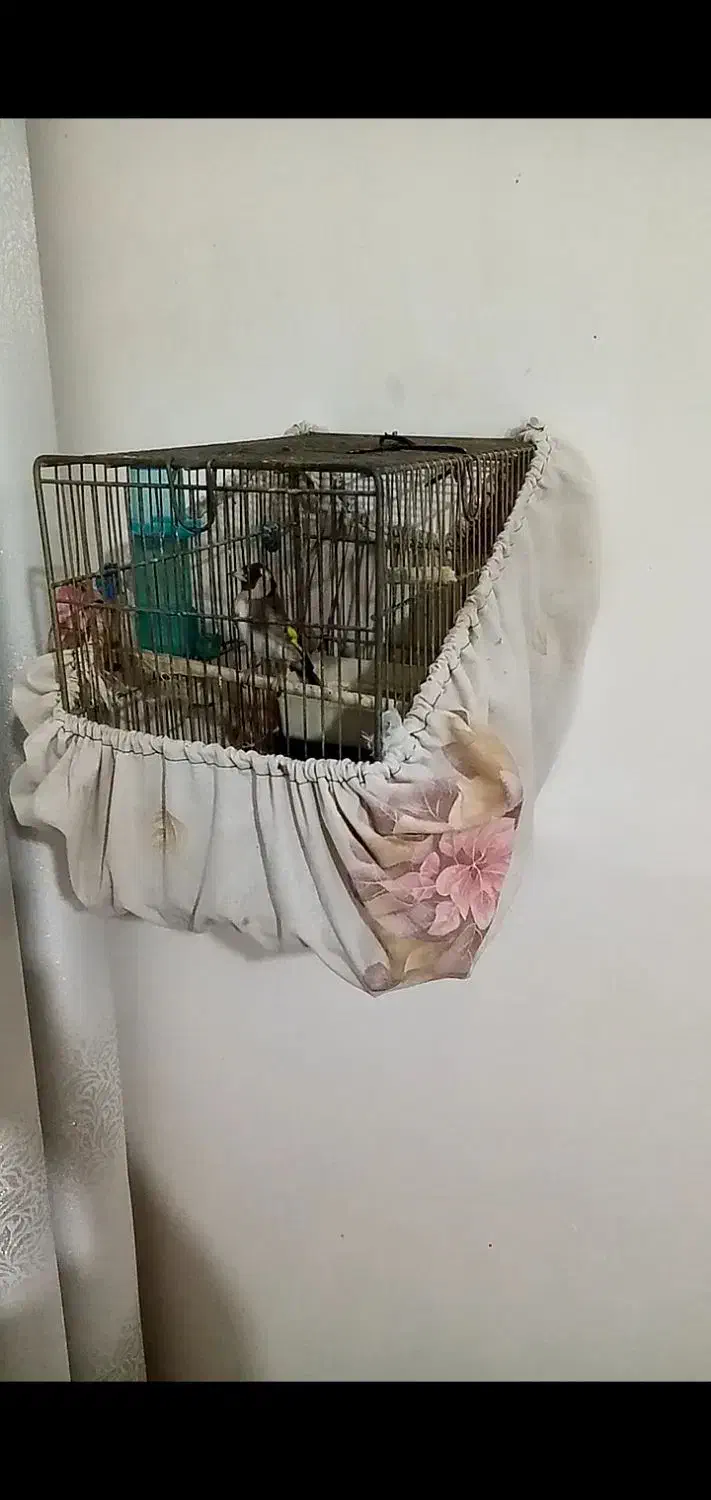 سهره ماده و نر|پرنده|ماهدشت, |دیوار