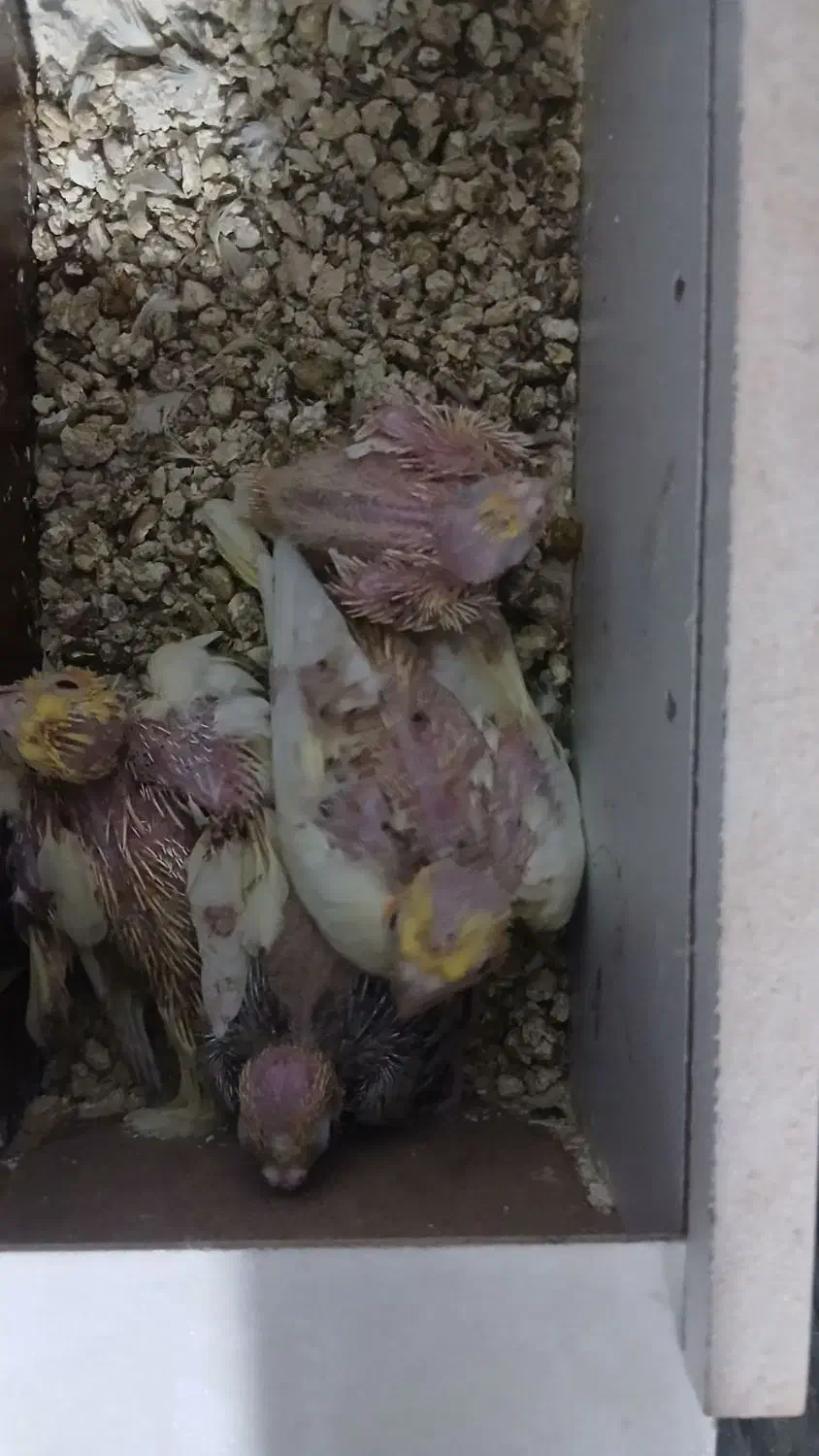 عروس هلندی|پرنده|محمدیه-قزوین, |دیوار